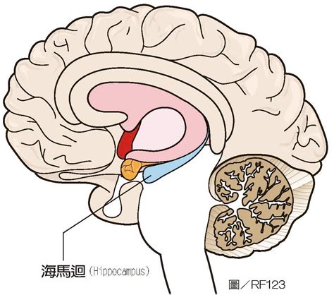 海馬迴路